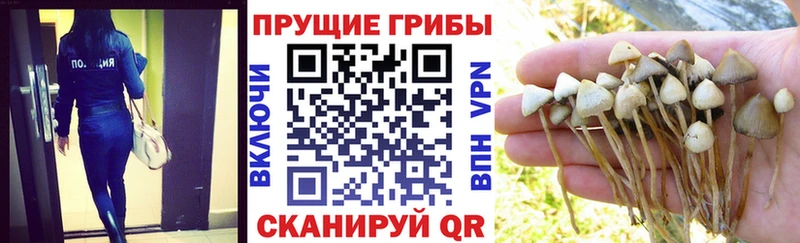 Псилоцибиновые грибы прущие грибы  купить наркоту  Уржум 